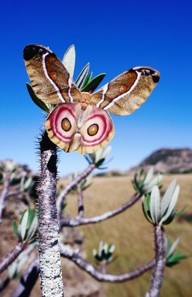 Photo:  Moth in Isalo National Park